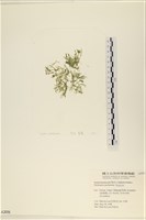 藏品(指枝藻)的圖片