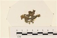 藏品(浮網藻, 肋葉藻)的圖片