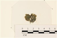 藏品(浮網藻, 肋葉藻)的圖片