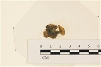 藏品(浮網藻, 肋葉藻)的圖片