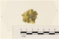 藏品(浮網藻, 肋葉藻)的圖片