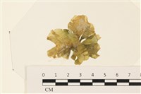 藏品(浮網藻, 肋葉藻)的圖片