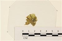 藏品(浮網藻, 肋葉藻)的圖片