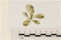 藏品(曲玉藻, 香蕉菜, 玉茄藻)的圖片