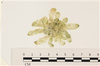 藏品(曲玉藻, 香蕉菜, 玉茄藻)的圖片