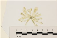 藏品(曲玉藻, 香蕉菜, 玉茄藻)的圖片