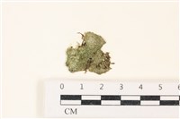 藏品(布氏藻)的圖片