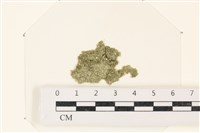 藏品(布氏藻)的圖片