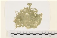 藏品(布氏藻)的圖片