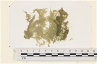 藏品(布氏藻)的圖片