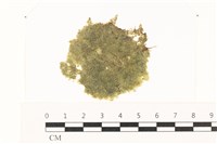 藏品(布氏藻)的圖片