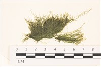 藏品(偏列羽藻)的圖片