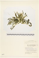 藏品()的圖片