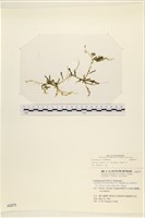 藏品()的圖片