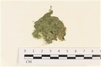 藏品(粗硬毛藻, 綠苔)的圖片