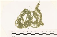 藏品(粗硬毛藻, 綠苔)的圖片