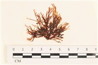 藏品(小毛孢藻, 小鹿角苔)的圖片