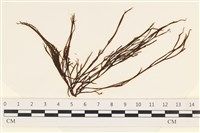 藏品(小毛孢藻, 小鹿角苔)的圖片