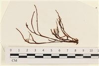 藏品(小毛孢藻, 小鹿角苔)的圖片