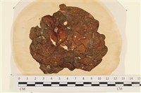 藏品(袋苔, 囊藻)的圖片