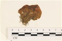 藏品(袋苔, 囊藻)的圖片