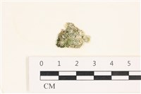 藏品(網球藻)的圖片