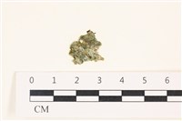 藏品(網球藻)的圖片