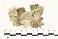 藏品(網球藻)的圖片