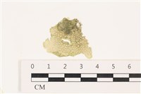 藏品(網球藻)的圖片