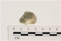 藏品(網球藻)的圖片