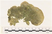 藏品(網球藻)的圖片