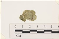 藏品(網球藻)的圖片