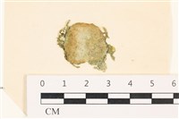 藏品(網球藻)的圖片