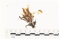 藏品(鹿角網地藻)的圖片