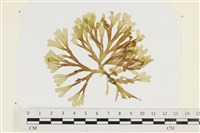 藏品(網目藻)的圖片