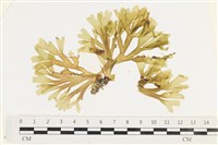 藏品(網目藻)的圖片