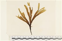 藏品(網目藻)的圖片