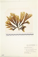 藏品(網目藻)的圖片