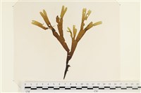 藏品(網目藻)的圖片