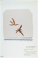 藏品()的圖片