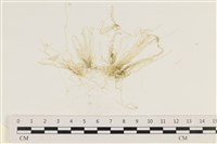 藏品(腸滸苔, 河石髮)的圖片