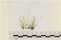 藏品(腸滸苔, 河石髮)的圖片