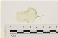 藏品(石髮)的圖片