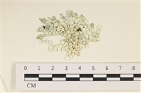 藏品(仙掌藻, 海仙人掌)的圖片