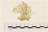 藏品(仙掌藻, 海仙人掌)的圖片