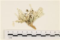 藏品(仙掌藻, 海仙人掌)的圖片