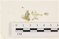 藏品(仙掌藻, 海仙人掌)的圖片