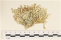 藏品(仙掌藻, 海仙人掌)的圖片