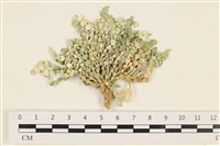 藏品(仙掌藻, 海仙人掌)的圖片