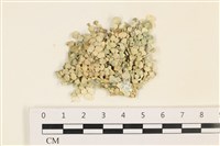 藏品(仙掌藻, 海仙人掌)的圖片